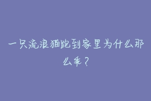 一只流浪猫跑到家里为什么那么乖？