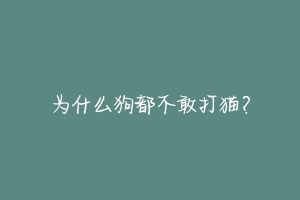 为什么狗都不敢打猫？