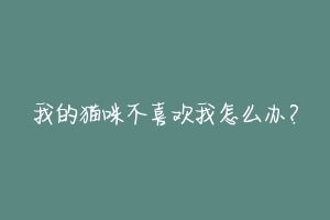 我的猫咪不喜欢我怎么办？