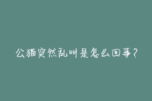 公猫突然乱叫是怎么回事？