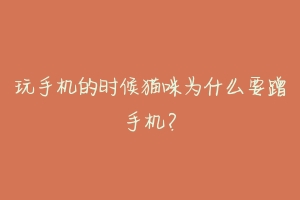 玩手机的时候猫咪为什么要蹭手机？