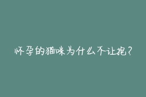 怀孕的猫咪为什么不让抱？