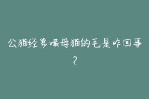 公猫经常嘬母猫的毛是咋回事？