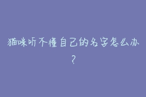 猫咪听不懂自己的名字怎么办？