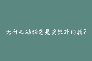 为什么幼猫总是突然扑向我？