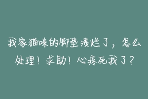 我家猫咪的脚垫溃烂了，怎么处理！求助！心疼死我了？