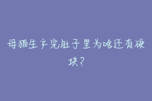 母猫生产完肚子里为啥还有硬块？