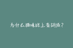 为什么猫咪腮上有胡须？