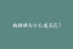 拍猫猫为什么摇尾巴？