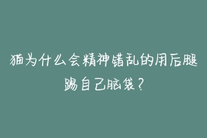 猫为什么会精神错乱的用后腿踢自己脑袋？