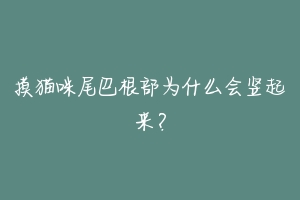 摸猫咪尾巴根部为什么会竖起来？