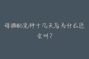 母猫配完种十几天后为什么还会叫？