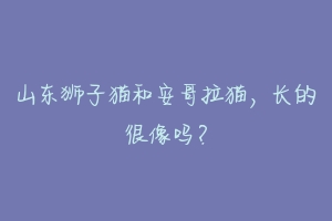 山东狮子猫和安哥拉猫，长的很像吗？