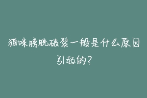 猫咪膀胱破裂一般是什么原因引起的？