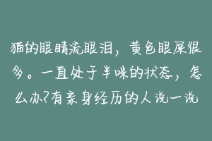 猫的眼睛流眼泪，黄色眼屎很多。一直处于半咪的状态，怎么办?有亲身经历的人说一说？