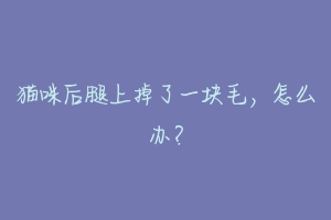 猫咪后腿上掉了一块毛，怎么办？