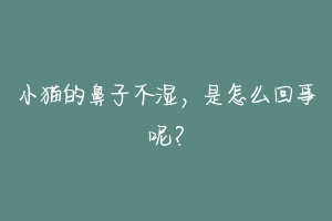 小猫的鼻子不湿，是怎么回事呢？