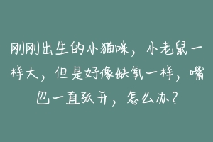 刚刚出生的小猫咪，小老鼠一样大，但是好像缺氧一样，嘴巴一直张开，怎么办？