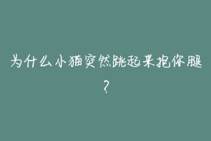 为什么小猫突然跳起来抱你腿？