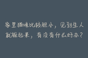 家里猫咪比较胆小，见到生人就躲起来，有没有什么好办？