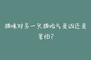 猫咪对另一只猫哈气是凶还是害怕？