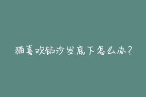 猫喜欢钻沙发底下怎么办？