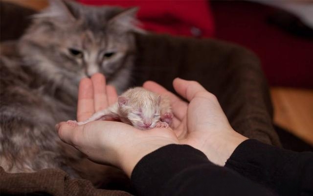 猫是怎么产生下一代的？