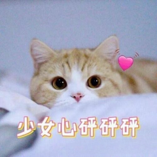 为什么狸花猫老是半夜喜欢叫？