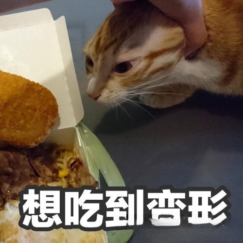 为什么狸花猫老是半夜喜欢叫？