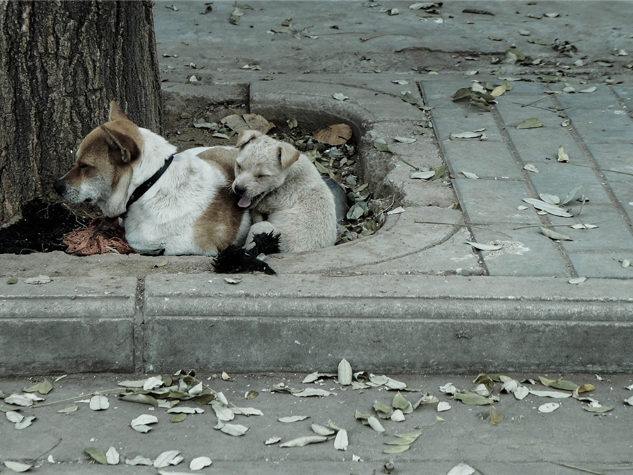 为什么狗狗和猫猫丢了之后还会认得回家的路？