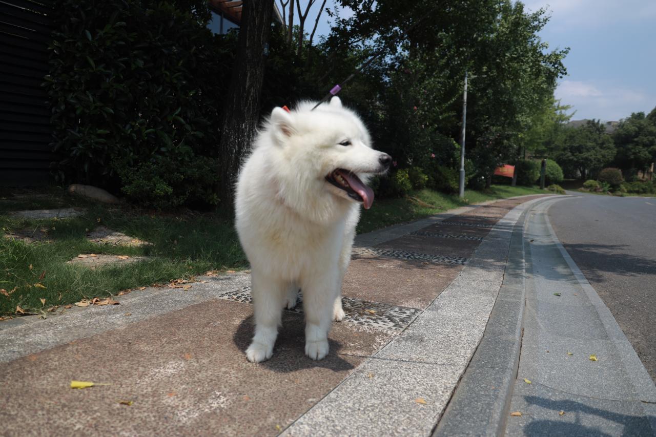 为什么狗狗和猫猫丢了之后还会认得回家的路？