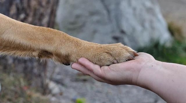 猫和狗那个更忠诚于主人？