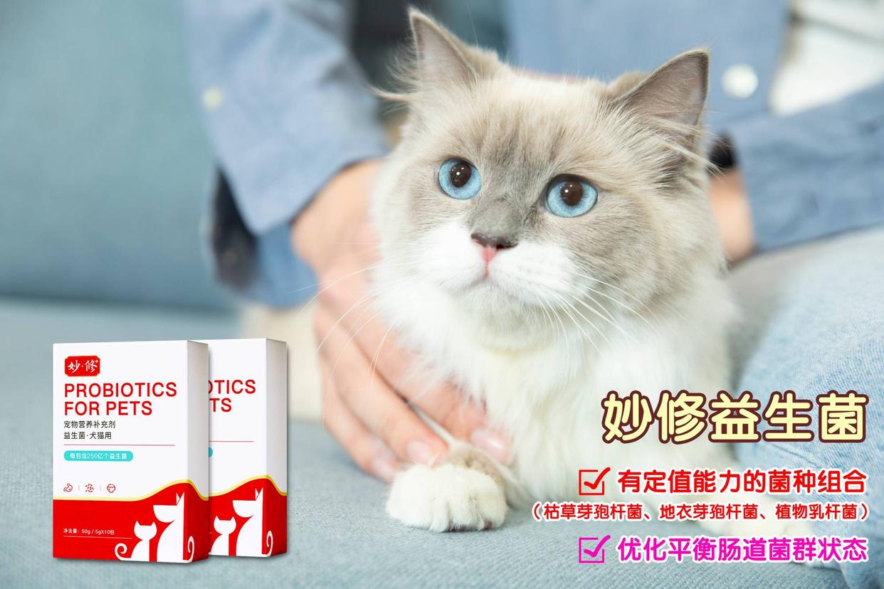 猫咪怎么增肥？