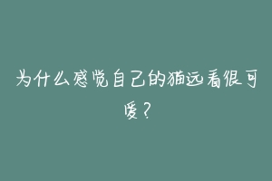 为什么感觉自己的猫远看很可爱？