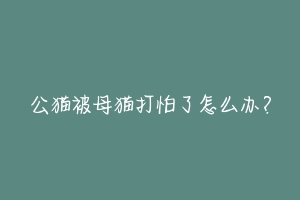 公猫被母猫打怕了怎么办？