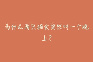 为什么两只猫会突然叫一个晚上？