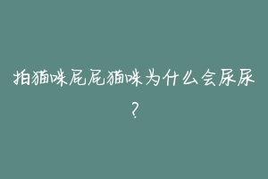 拍猫咪屁屁猫咪为什么会尿尿？