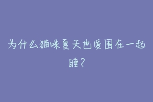 为什么猫咪夏天也爱围在一起睡？