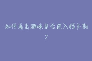 如何看出猫咪是否进入待产期？