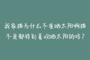 我家猫为什么不爱晒太阳啊猫不是都特别喜欢晒太阳的吗？