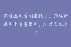 猫咪脱毛看到皮肤了，猫局部脱毛严重露出肉，这该怎么办？