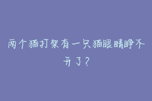 两个猫打架有一只猫眼睛睁不开了？