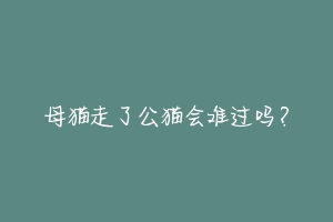 母猫走了公猫会难过吗？