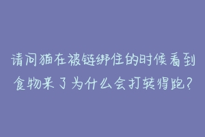 请问猫在被链绑住的时候看到食物来了为什么会打转得跑？