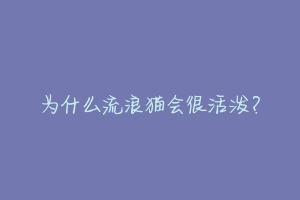 为什么流浪猫会很活泼？