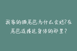 我家的猫尾巴为什么会烂?在尾巴连接这身体的那里？