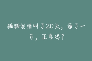 猫猫发情叫了20天，瘦了一斤，正常吗？