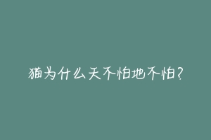 猫为什么天不怕地不怕？