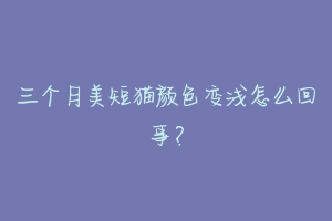 三个月美短猫颜色变浅怎么回事？