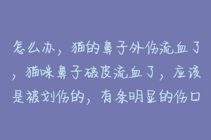 怎么办，猫的鼻子外伤流血了，猫咪鼻子破皮流血了，应该是被划伤的，有条明显的伤口，不动它钻哪里了？